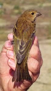 Attēlu rezultāti vaicājumam “Carpodacus erythrinus adult”