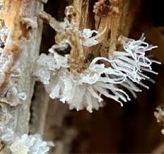 Attēlu rezultāti vaicājumam “Ceratiomyxa fruticulosa young”