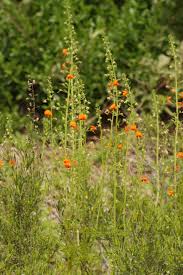 Image result for Alonsoa liniflora