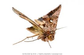 Attēlu rezultāti vaicājumam “Autographa gamma”