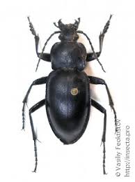Attēlu rezultāti vaicājumam “Carabus glabratus”