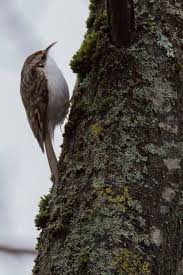 Attēlu rezultāti vaicājumam “Certhia familiaris”