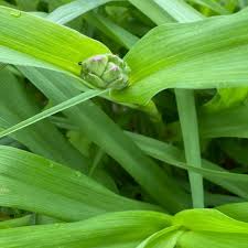 Attēlu rezultāti vaicājumam “Tradescantia virginiana flower”