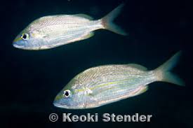 Image result for Haemulon aurolineatum