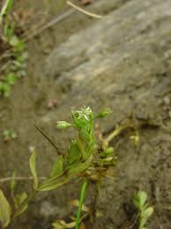 Attēlu rezultāti vaicājumam “Stellaria uliginosa”