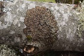 Attēlu rezultāti vaicājumam “Physconia distorta”