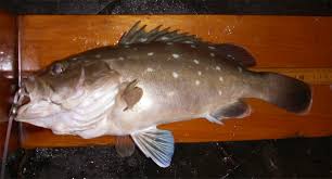 Image result for Hyporthodus niveatus