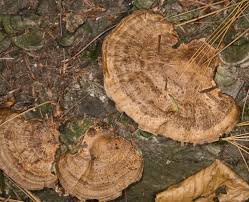 Attēlu rezultāti vaicājumam “Daedaleopsis confragosa”