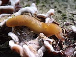 Attēlu rezultāti vaicājumam “Malacolimax tenellus”