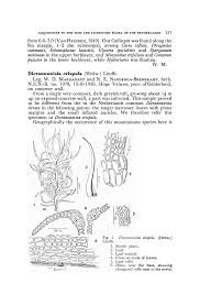 Attēlu rezultāti vaicājumam “Calliergon megalophyllum”