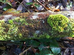 Attēlu rezultāti vaicājumam “Metzgeria violacea”