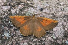 Attēlu rezultāti vaicājumam “Angerona prunaria”