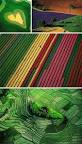 Yann Arthus-Bertrand
