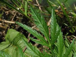 Attēlu rezultāti vaicājumam “Cicuta virosa leaf”