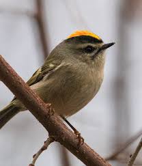 Attēlu rezultāti vaicājumam “Regulus regulus adult”