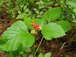 Attēlu rezultāti vaicājumam “Rubus saxatilis”