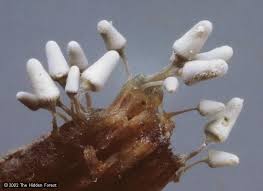 Attēlu rezultāti vaicājumam “Arcyria affinis spores”