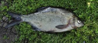 Attēlu rezultāti vaicājumam “Abramis brama”