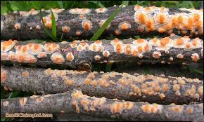 Attēlu rezultāti vaicājumam “Peniophora laurentii”