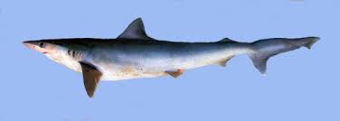 Image result for Rhizoprionodon longurio