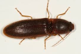 Attēlu rezultāti vaicājumam “Athous sp.”