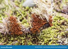 Attēlu rezultāti vaicājumam “Leocarpus fragilis macro”