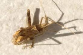 Attēlu rezultāti vaicājumam “Phytocoris varipes”