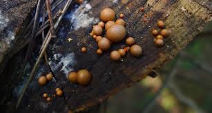 Attēlu rezultāti vaicājumam “Lycogala sp.”