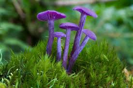 Attēlu rezultāti vaicājumam “Laccaria amethystina”