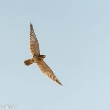 Image result for Caprimulgus aegyptius