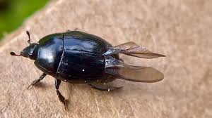 Attēlu rezultāti vaicājumam “Hylastes sp.”