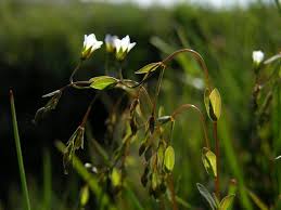 Attēlu rezultāti vaicājumam “Linum catharticum flower”