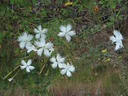 Attēlu rezultāti vaicājumam “Dianthus arenarius”