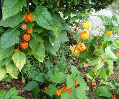 Attēlu rezultāti vaicājumam “Physalis alkekengi leaf”