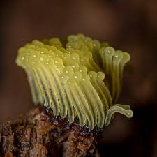 Attēlu rezultāti vaicājumam “Cribraria tenella spores”