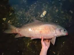 Image result for Menticirrhus littoralis