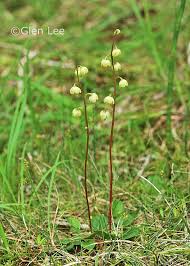 Attēlu rezultāti vaicājumam “Pyrola chlorantha”
