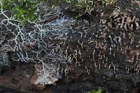 Attēlu rezultāti vaicājumam “Diachea leucopodia stalked”