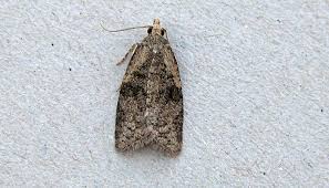 Attēlu rezultāti vaicājumam “Capua vulgana”