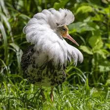 Attēlu rezultāti vaicājumam “Philomachus pugnax adult”