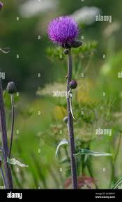 Attēlu rezultāti vaicājumam “Cirsium heterophyllum flower”
