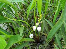 Attēlu rezultāti vaicājumam “Sagittaria sagittifolia fruit”