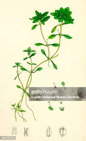 Attēlu rezultāti vaicājumam “Callitriche verna leaf”