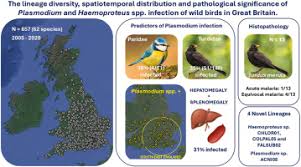 Attēlu rezultāti vaicājumam “undetermined plasmodium”