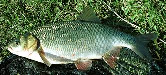 Attēlu rezultāti vaicājumam “Leuciscus idus”