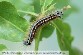 Attēlu rezultāti vaicājumam “Malacosoma neustria larva”