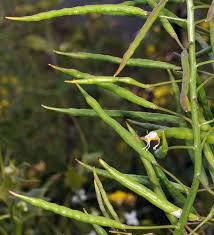 Attēlu rezultāti vaicājumam “Brassica napus fruit”
