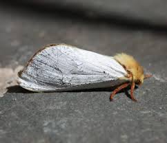 Attēlu rezultāti vaicājumam “Hepialus humuli male”