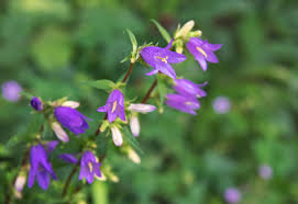 Attēlu rezultāti vaicājumam “Campanula rapunculoides flower”