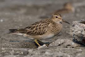 Image result for Calidris melanotos